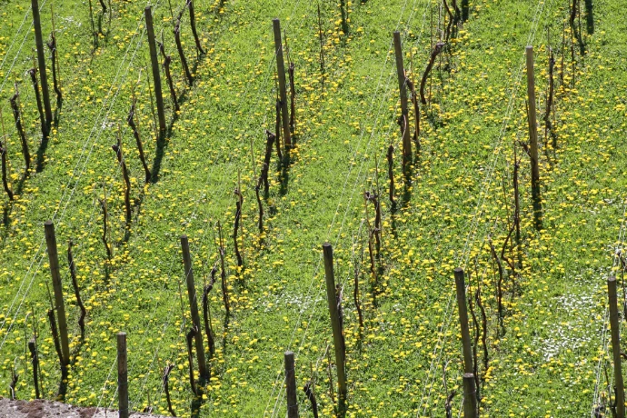 a field of green plants